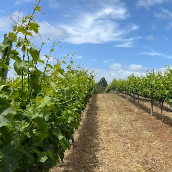Vine Reserve Club - Image 4
