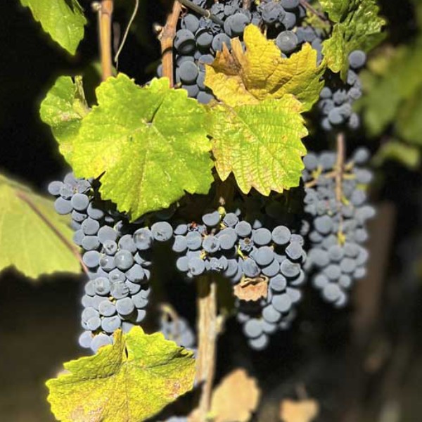 Calivence Wine Club - Image 3