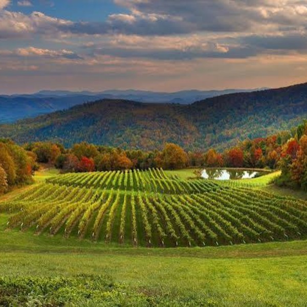 3400 Wine Club - Image