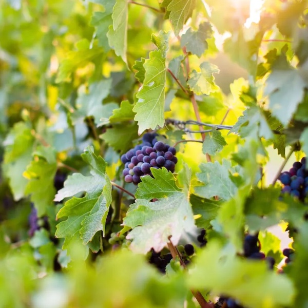 Vine Reserve Club - Image 2