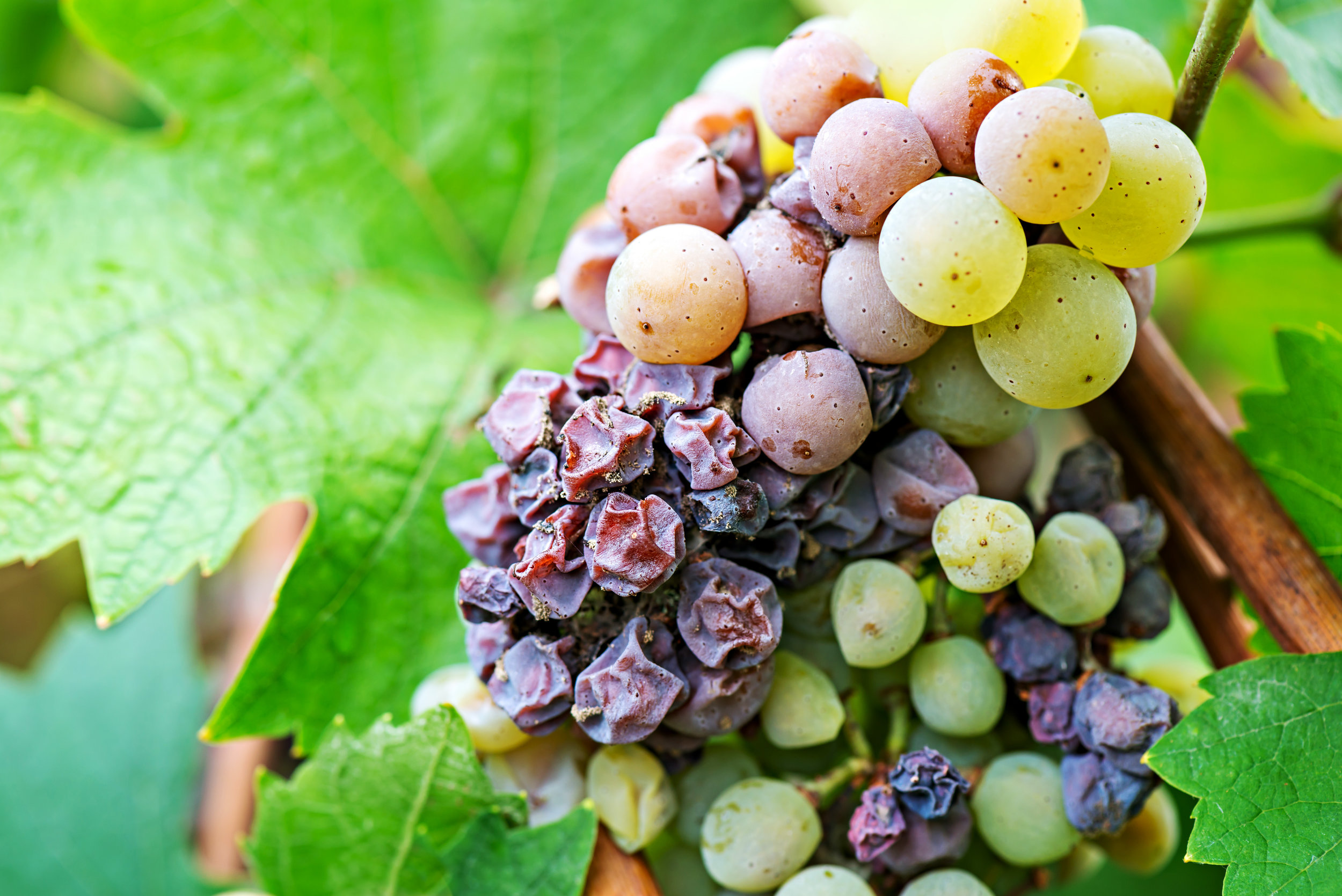 Tammi's Sweet Wine Club - Image 3