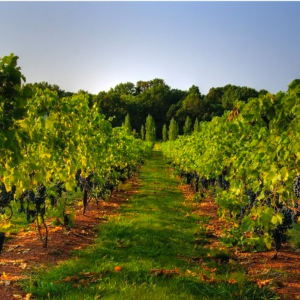 The Vine Club - Main image