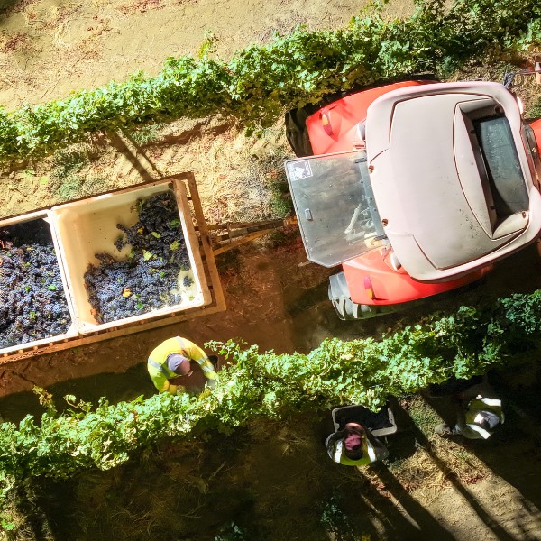 Vineyard Series Prime - Image 3
